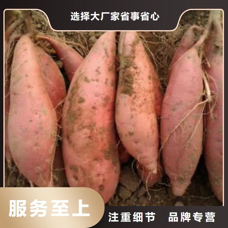 选商薯-现货充足有保障