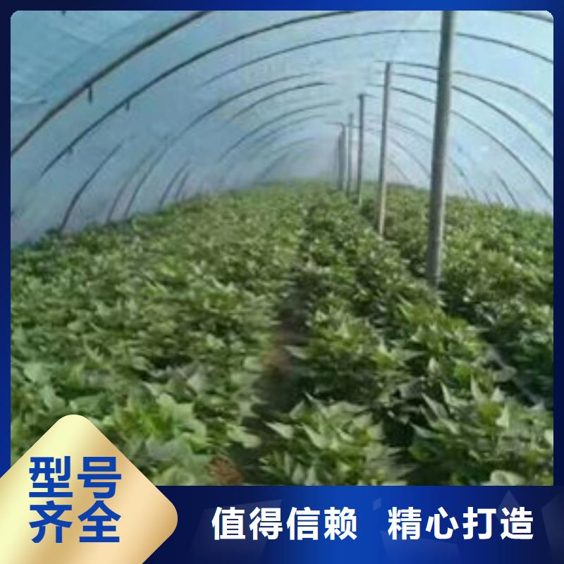 商薯深受客户信赖