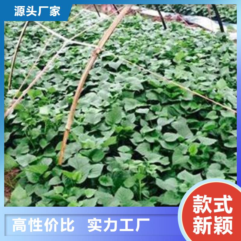 商薯厂家行业口碑好