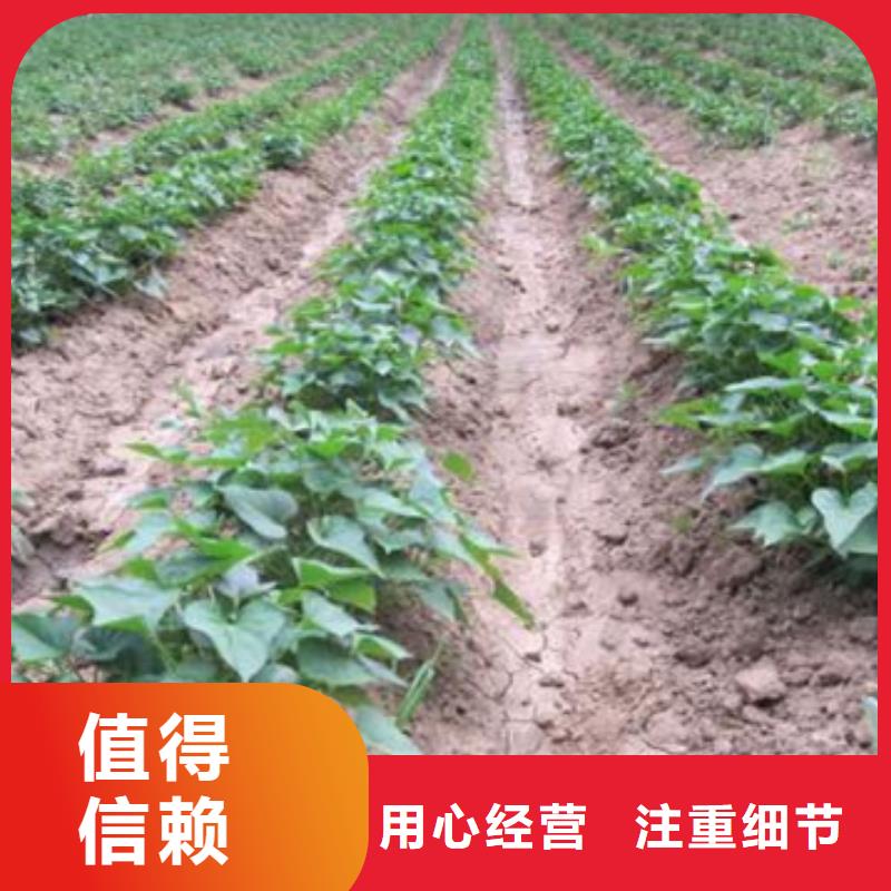 济薯26订购产品细节参数