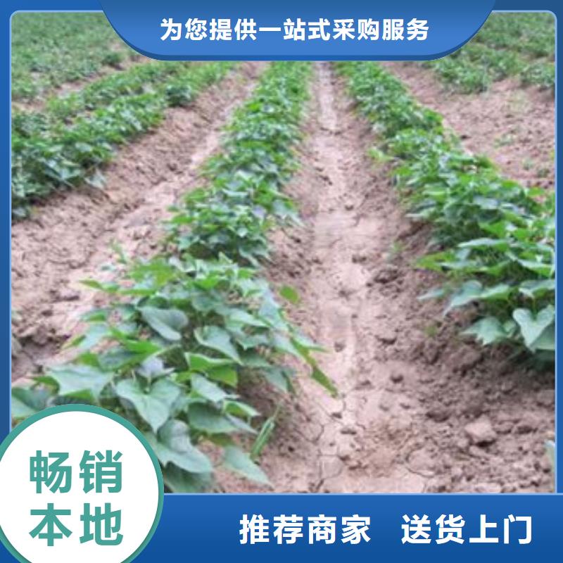 发货及时的济薯26经销商来图来样定制