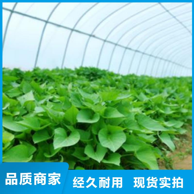济薯源头工厂