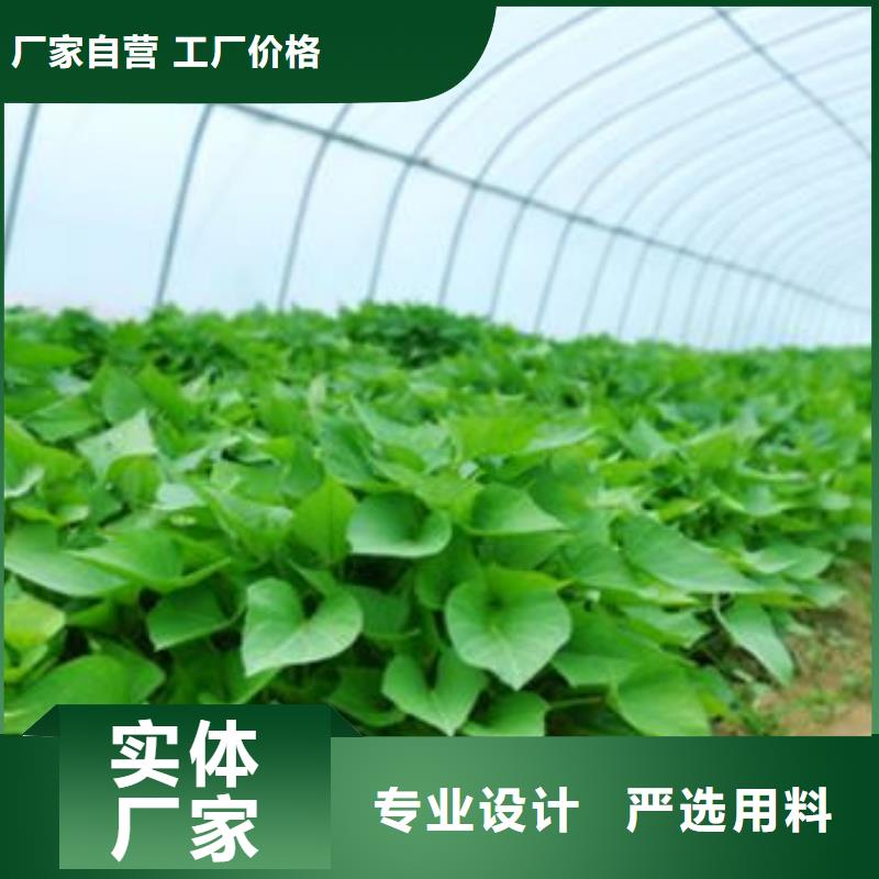 質優價廉的濟薯26銷售廠家