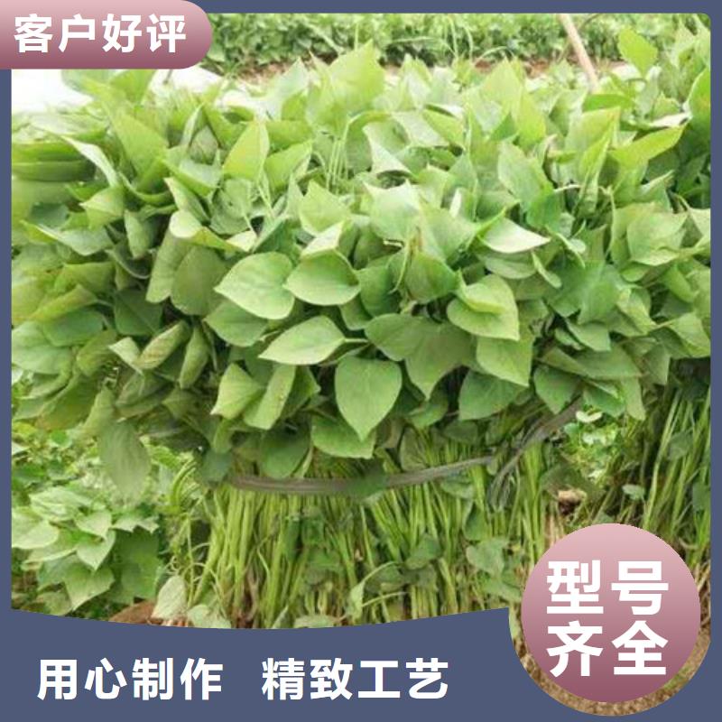 卖济薯的基地