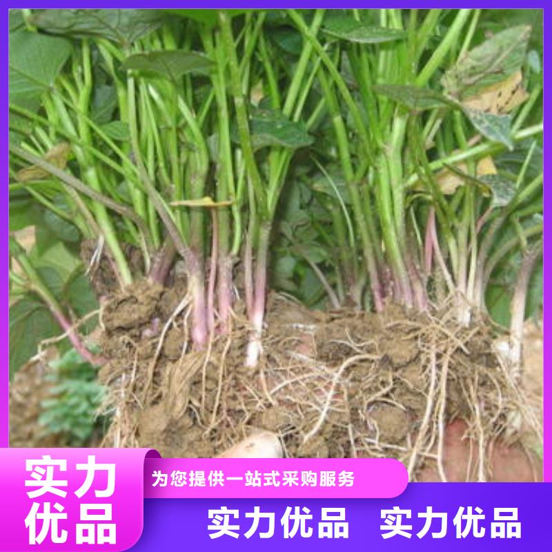 济薯26-实力大厂同城制造商