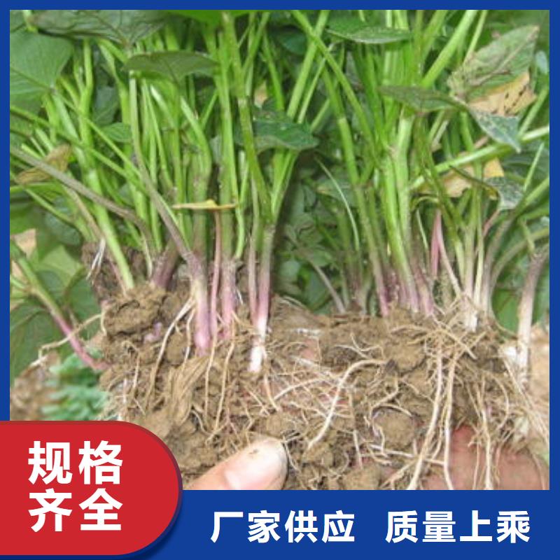#济薯26#-专业厂家自主研发