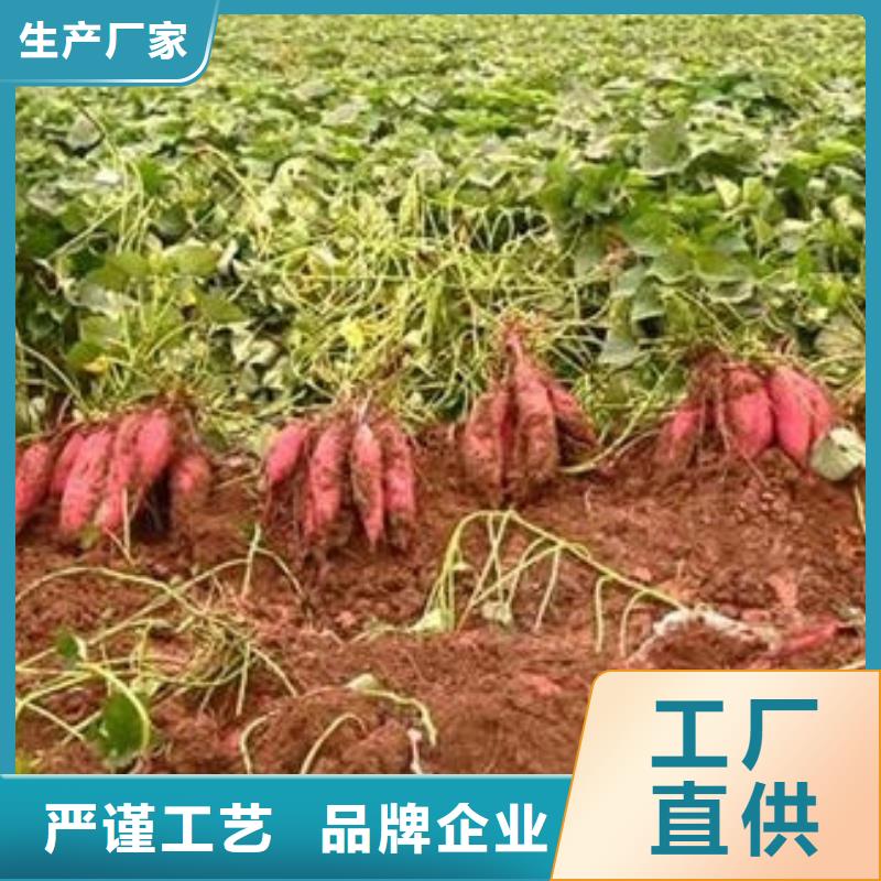 质量可靠的济薯基地