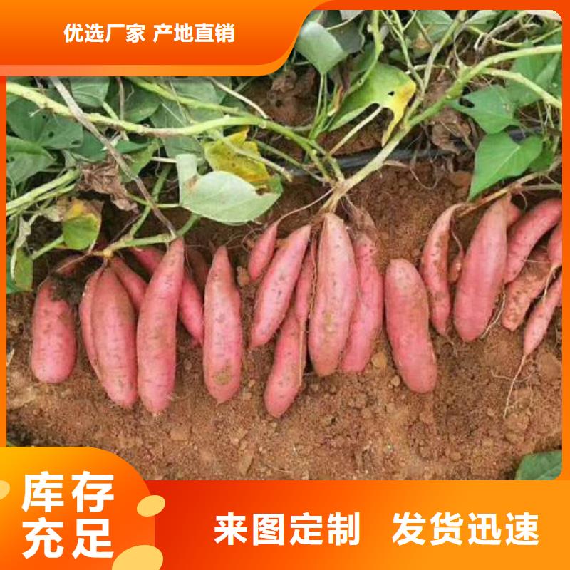 定做济薯的基地