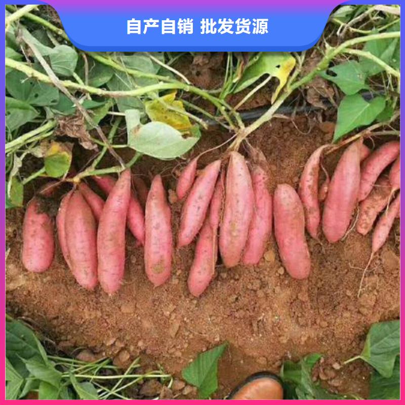 济薯26-济薯26品牌服务至上