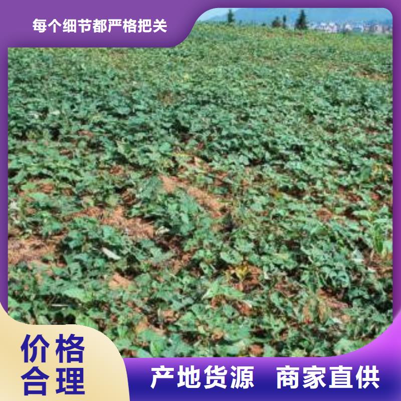 口碑好的济薯26基地品质优良