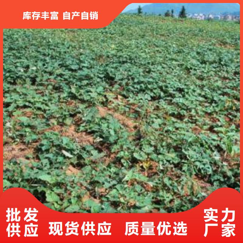 服务周到的济薯销售厂家