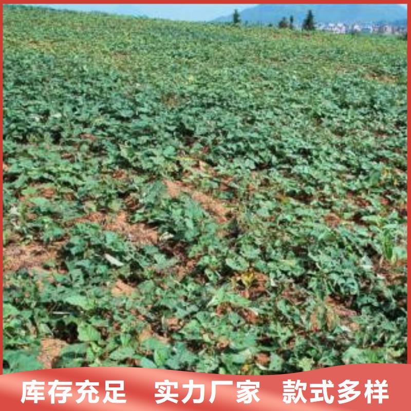 济薯26-济薯26专业厂家