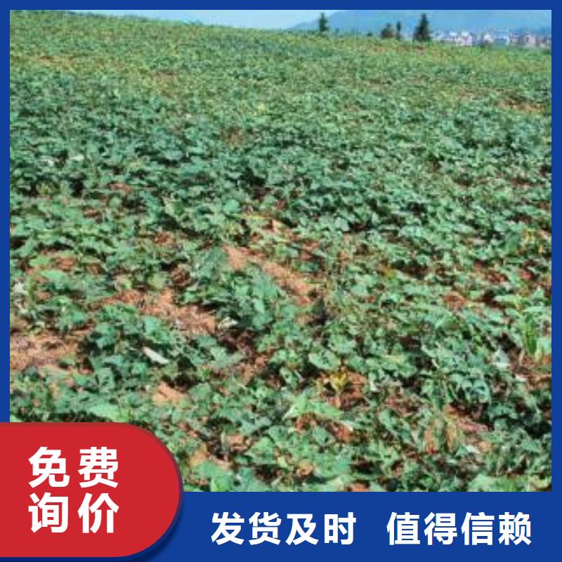 卖济薯的基地