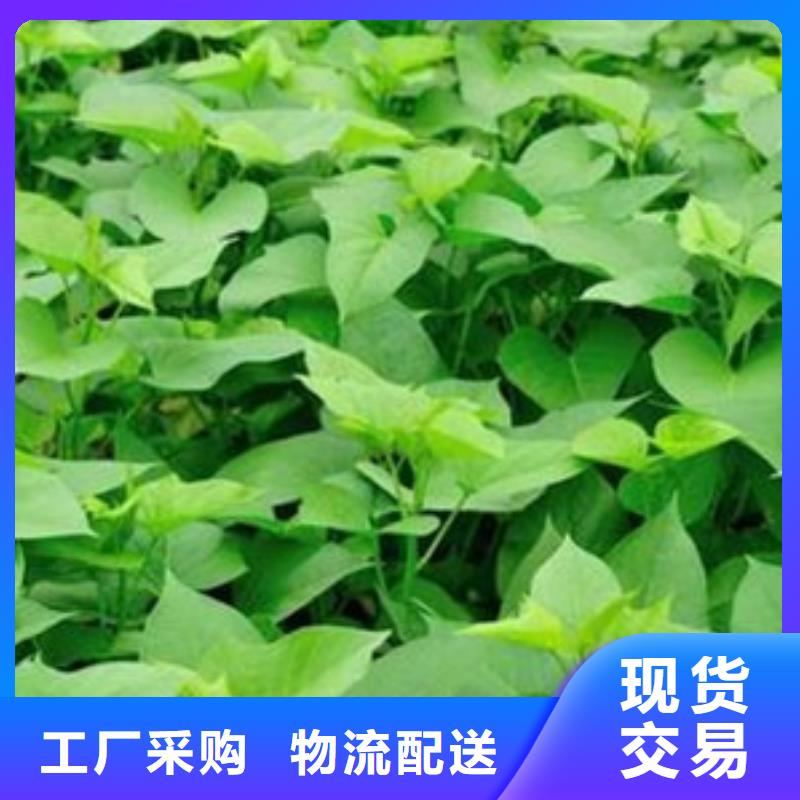 值得信赖的济薯26供货商选择我们选择放心
