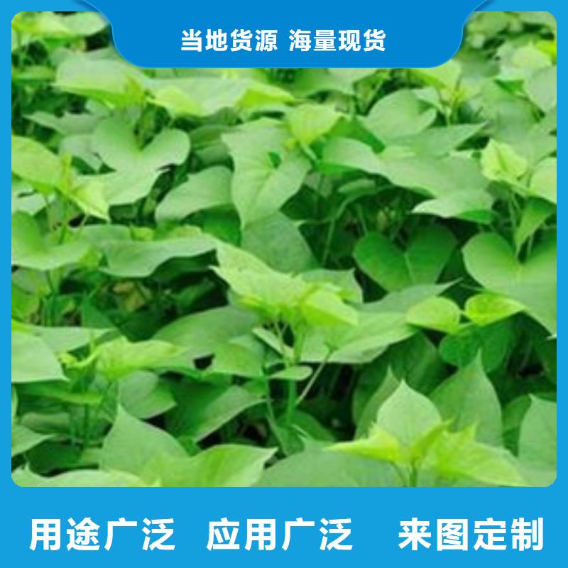 济薯26厂家好口碑多种规格供您选择