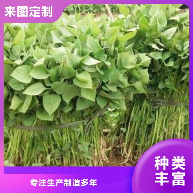 質優價廉的濟薯26銷售廠家