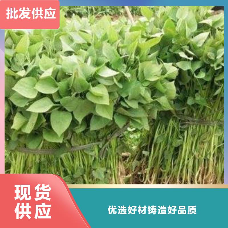 省心：济薯厂家同城厂家