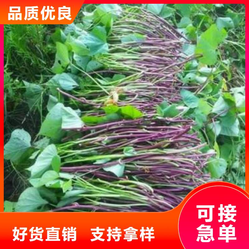 优惠的济薯26实力厂家当地厂家值得信赖