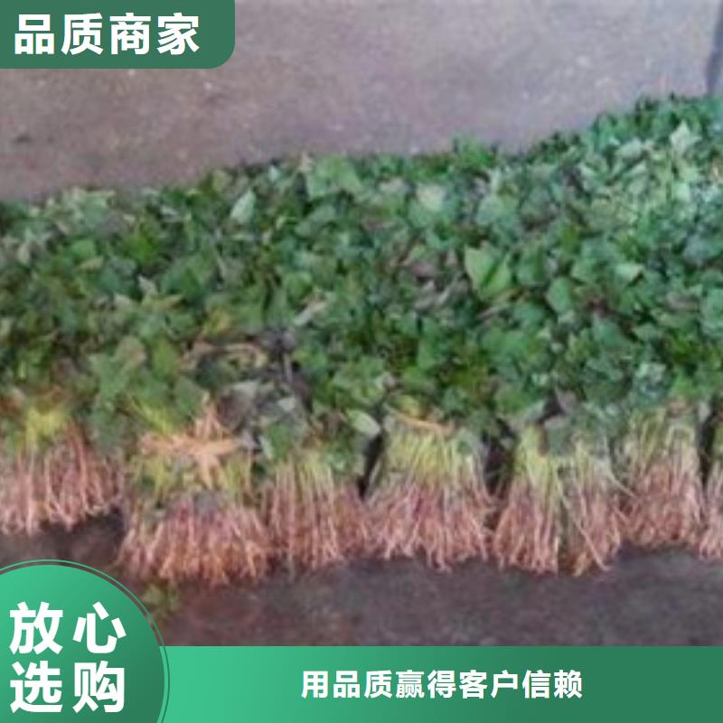 济薯源头工厂