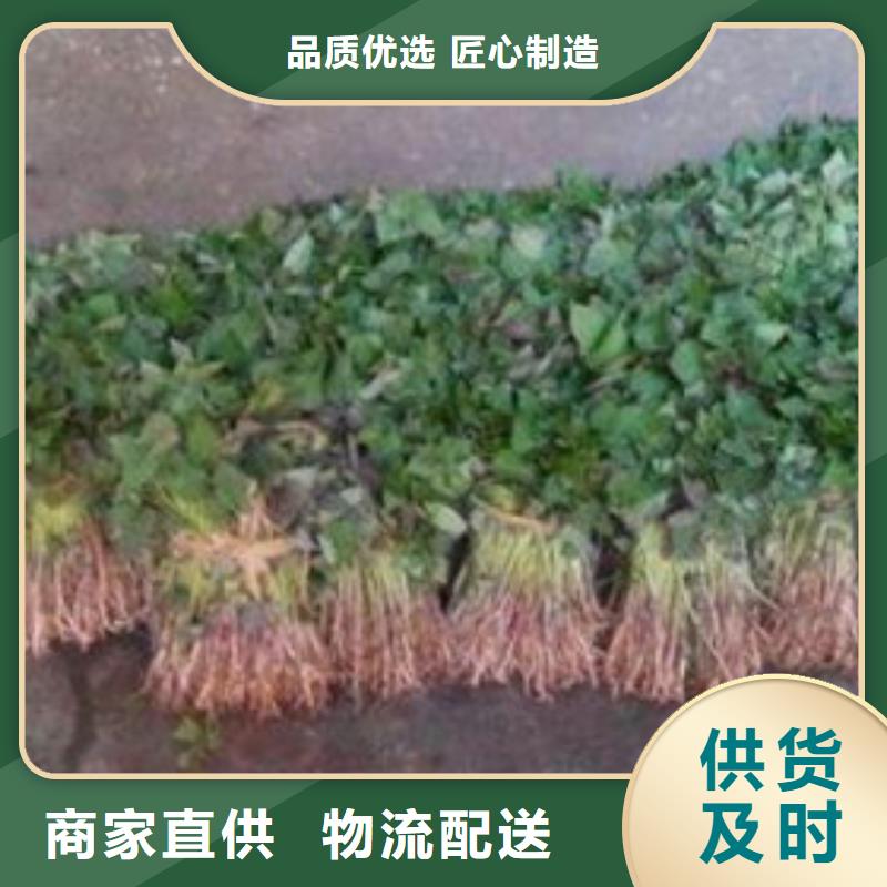 定做济薯的基地