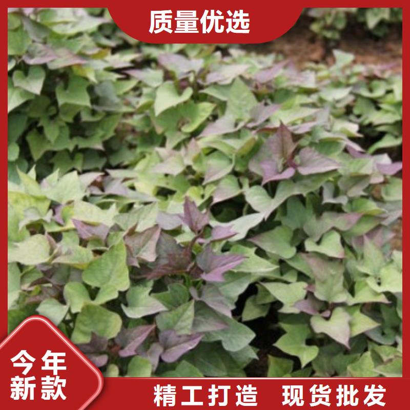 值得信赖的济薯26供应商