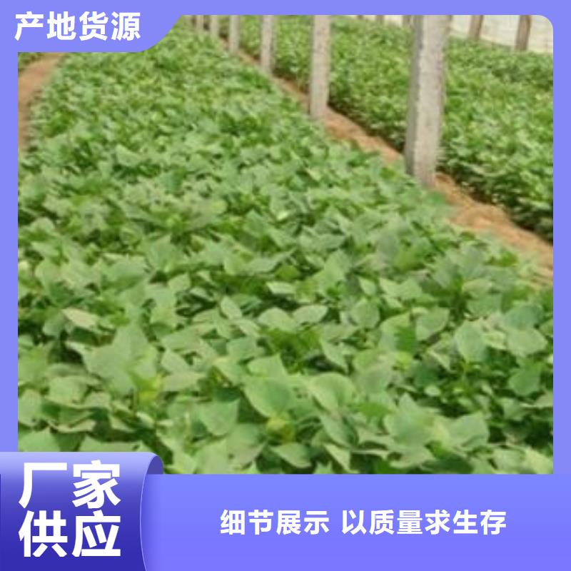 济薯还是我们品质好
