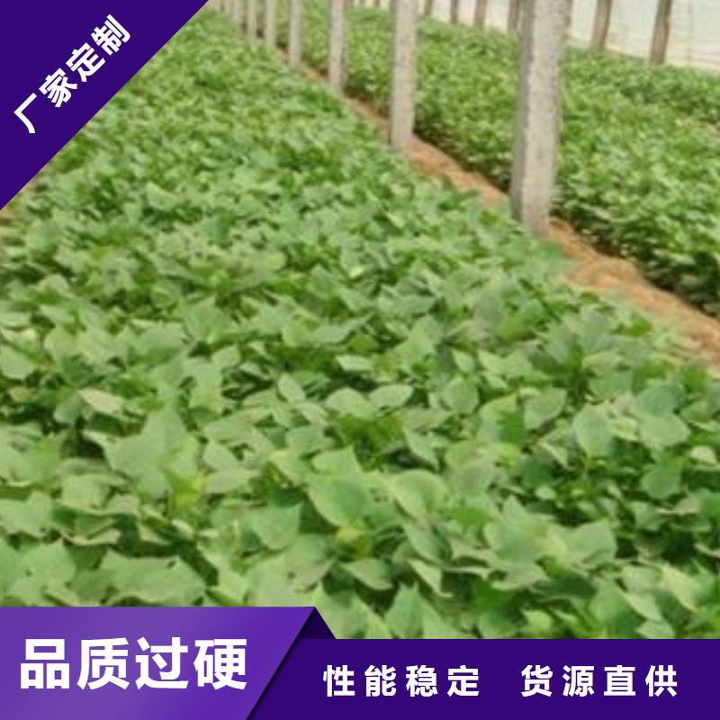别找了，您要的济薯都在这