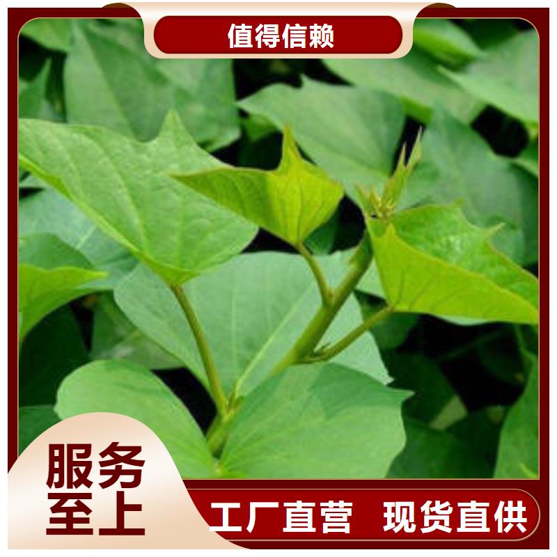 济薯还是我们品质好
