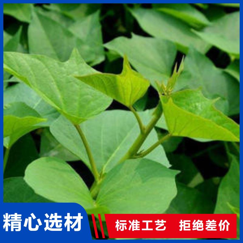济薯26-售后无忧当地公司