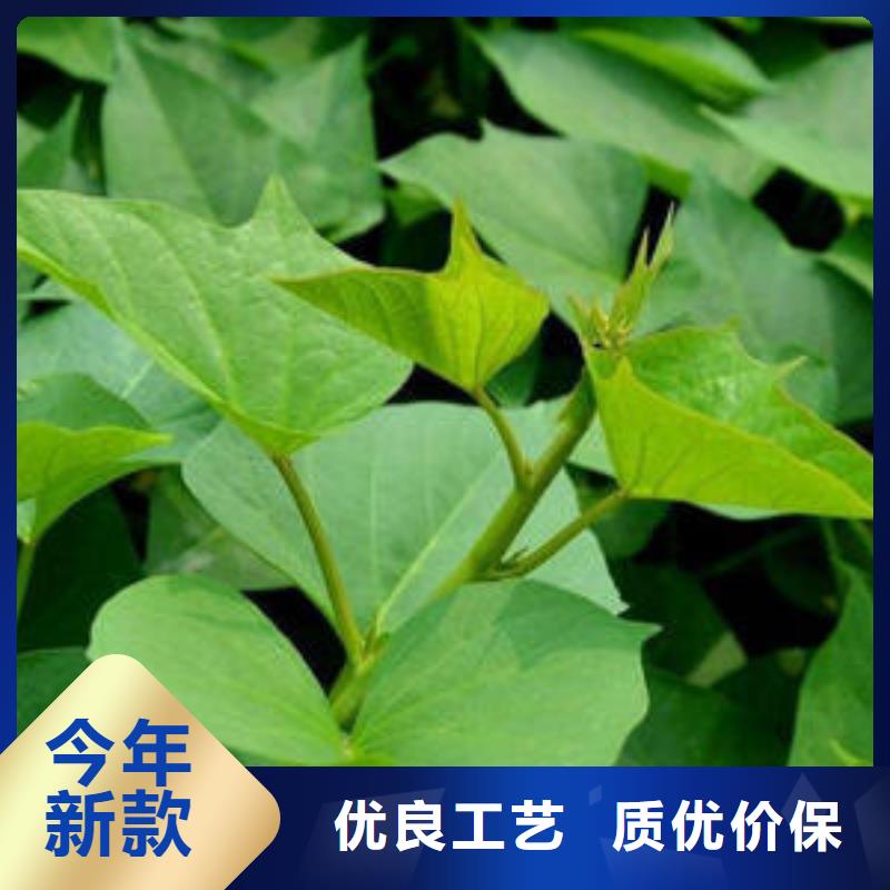 济薯26价格品牌:乐农食品有限公司匠心打造