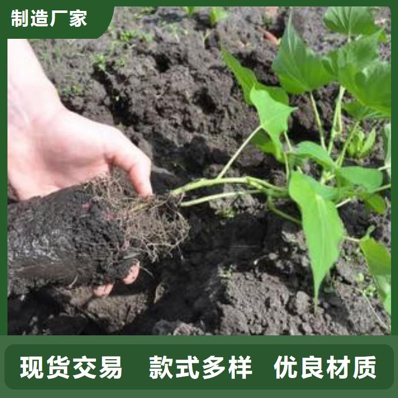质量靠谱的济薯厂家