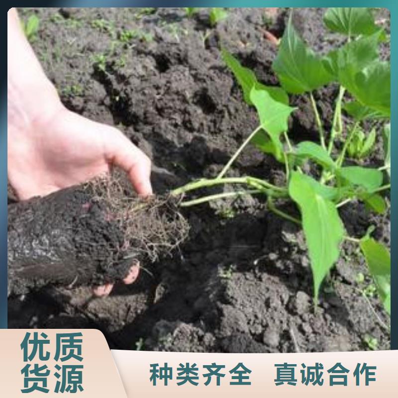 济薯大厂家买的安心不断创新