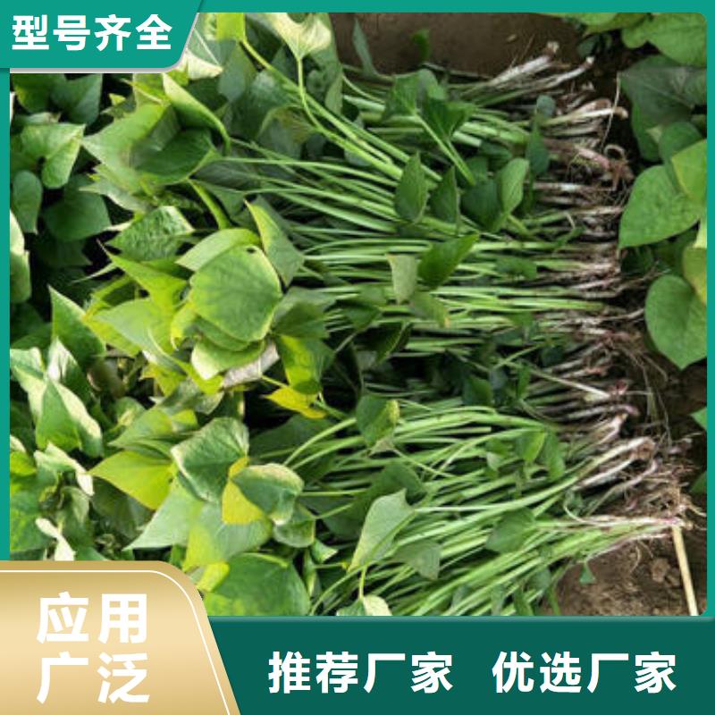 济薯全国销售点