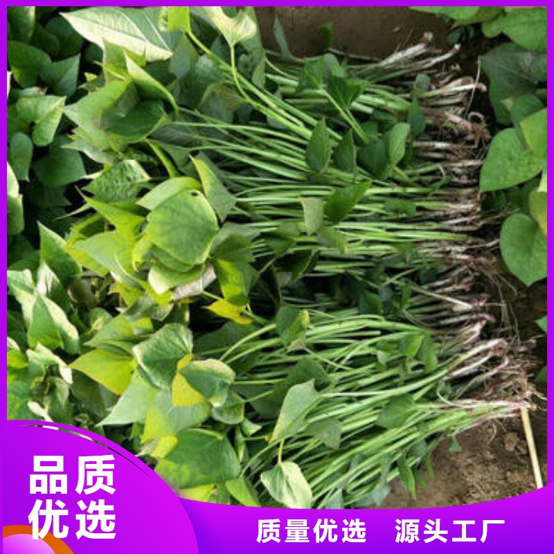 专业销售济薯26-省心同城供应商