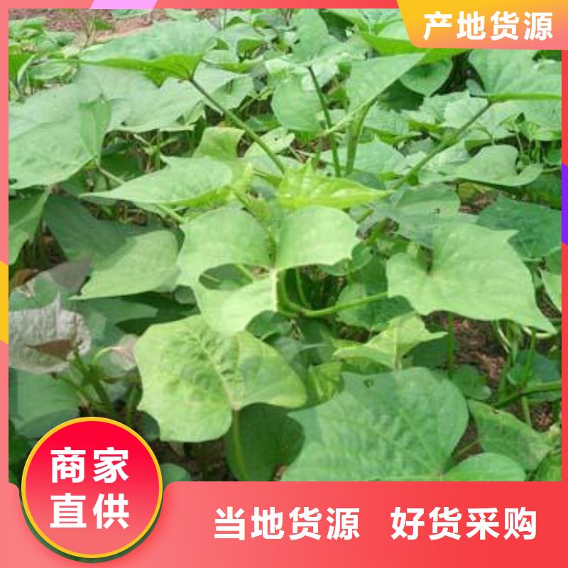 生产济薯26_精选厂家当地供应商