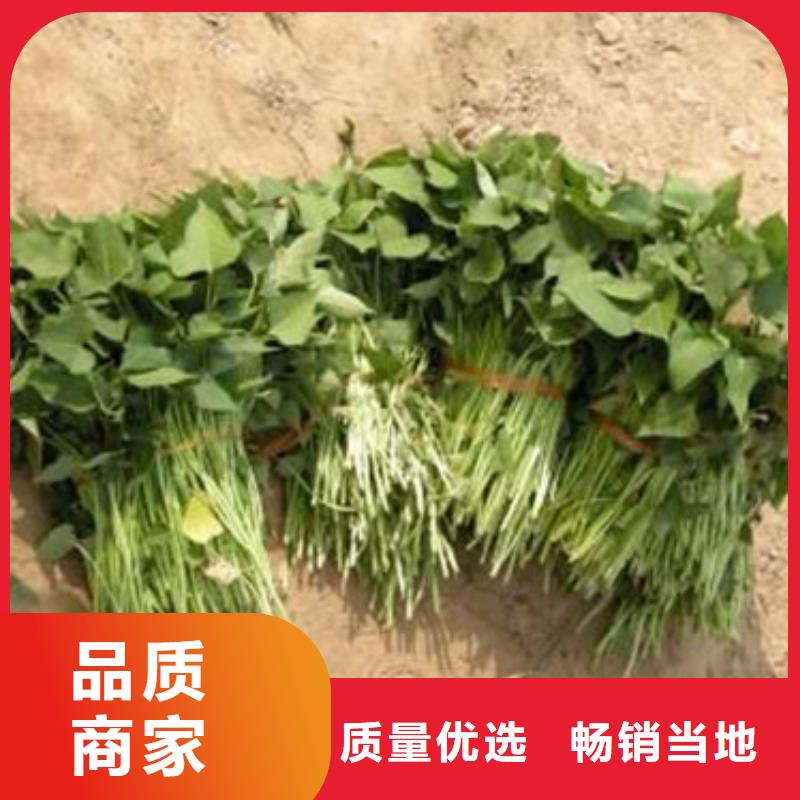 济薯26企业-质量过硬