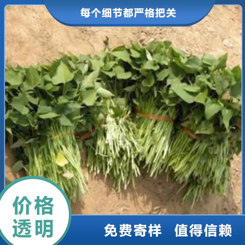 可定制的济薯26供货商实力派厂家