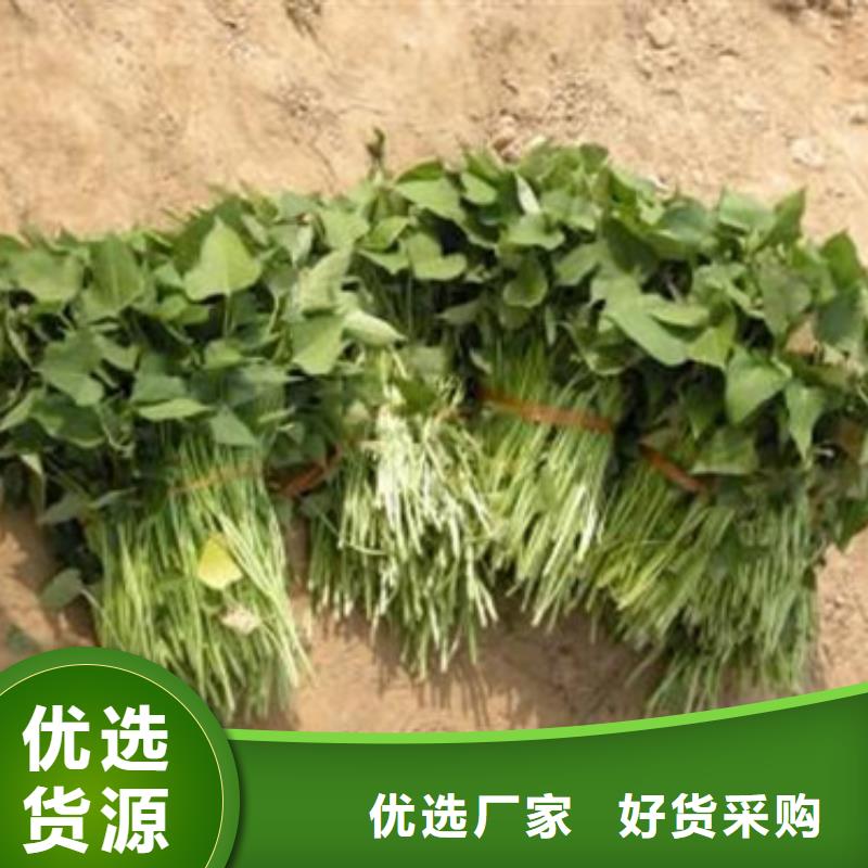 服务周到的济薯销售厂家