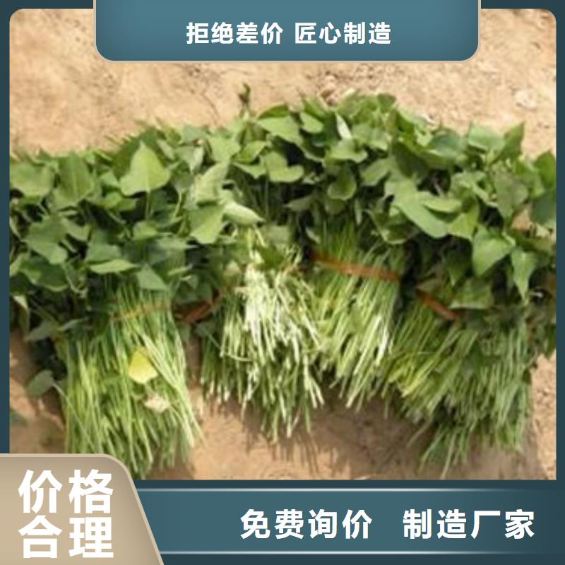 #济薯26#-专业厂家