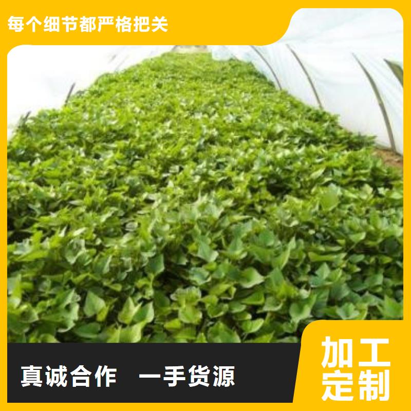 质量靠谱的济薯厂家