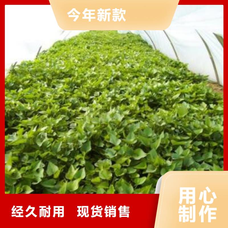 专业生产制造济薯供应商一手货源