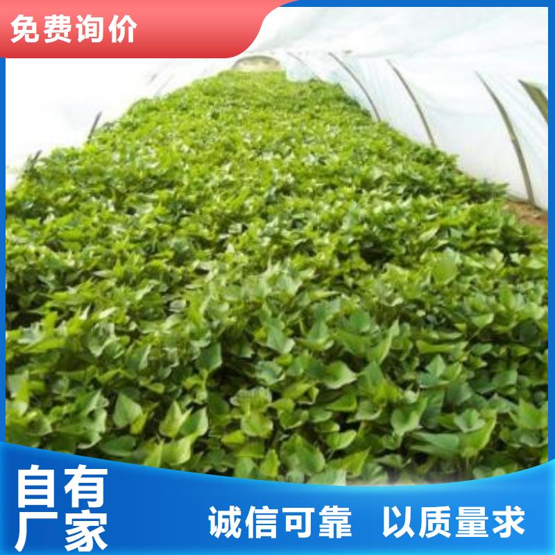 别找了，您要的济薯都在这