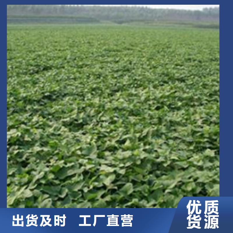 济薯26直供厂家电话当地供应商