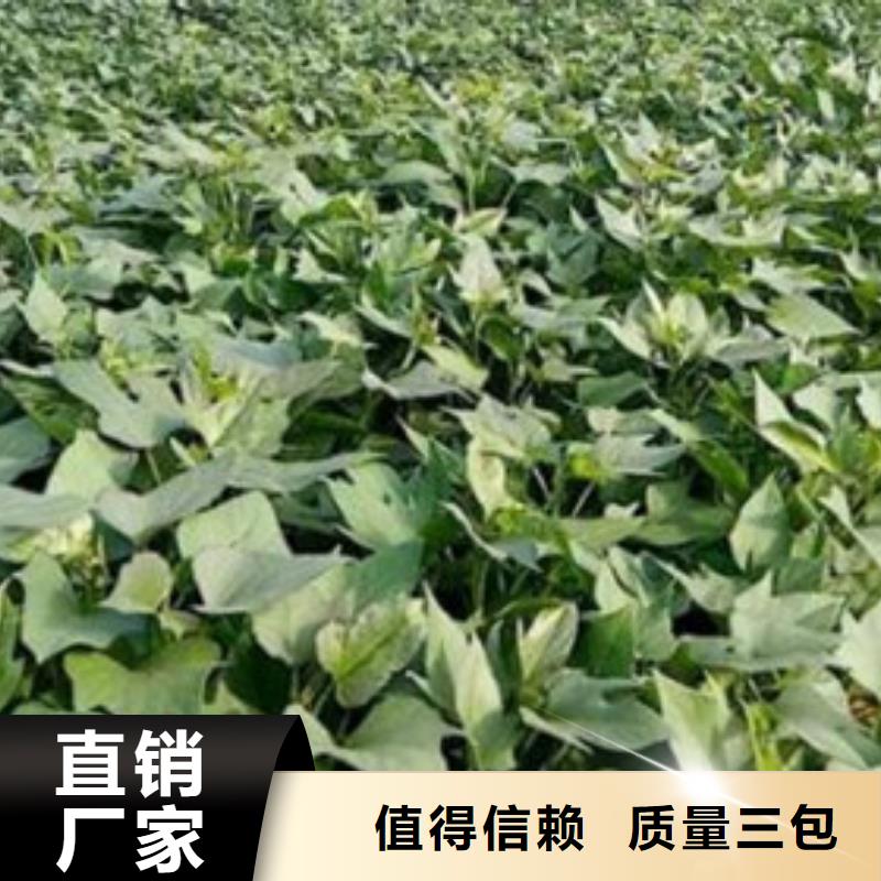 济薯26市场批发价