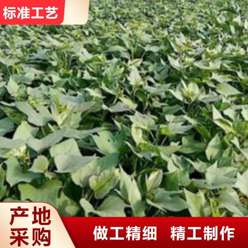 质量可靠的济薯厂商供应商
