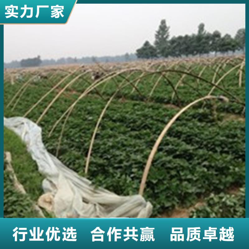 规格齐全的济薯供货商