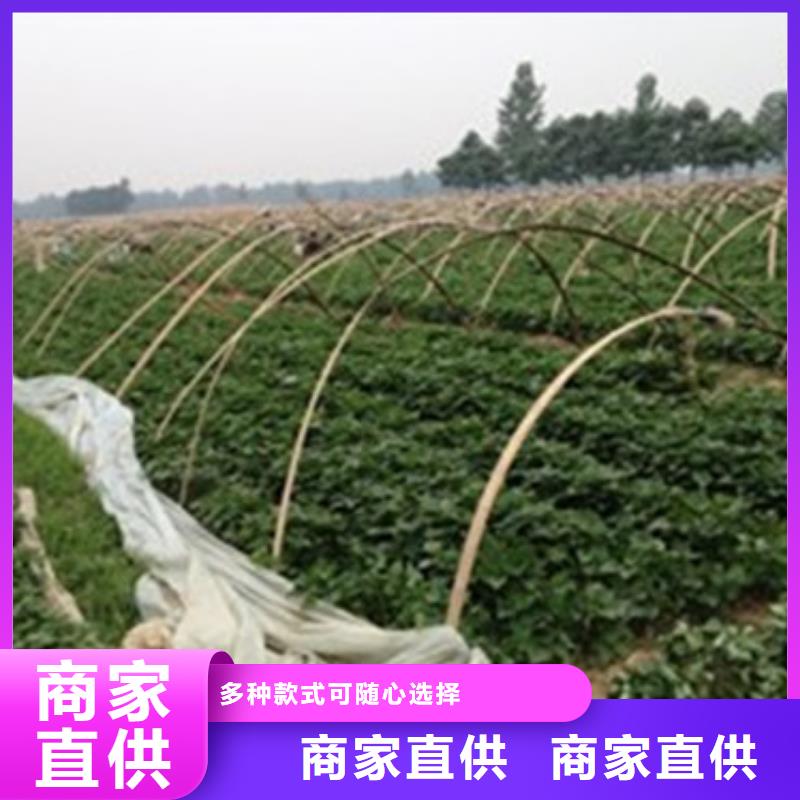 2025欢迎访问##济薯26##生产厂家批发商