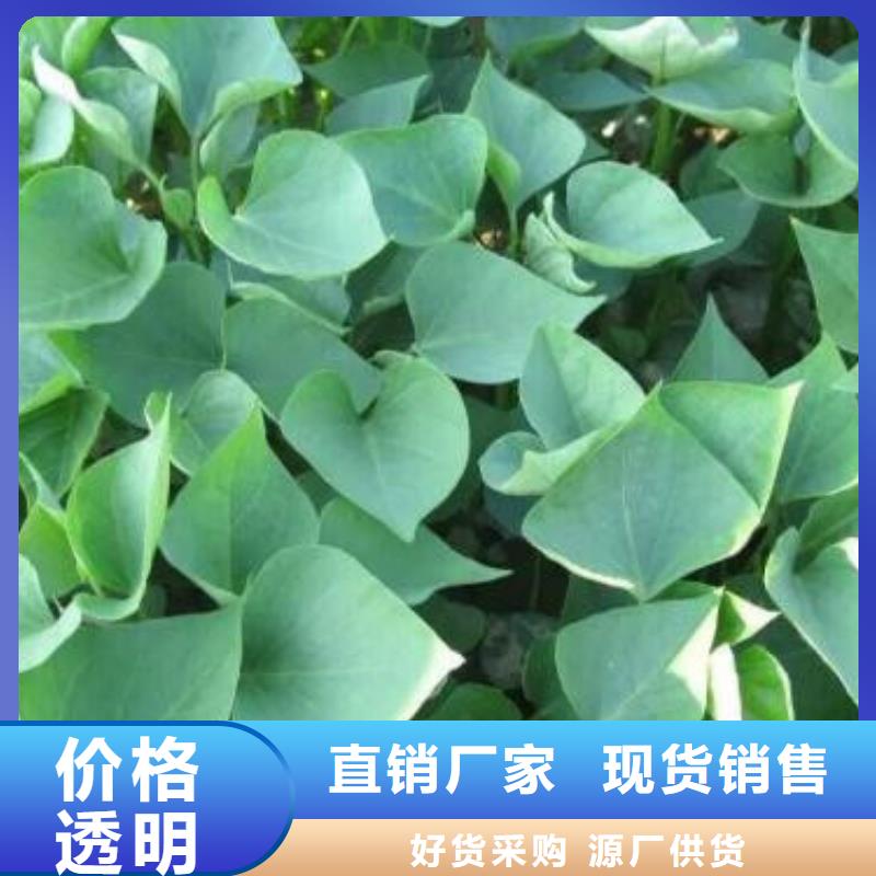 济薯咨询电话