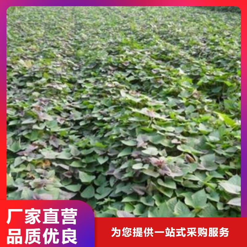 济薯26免费寄样严格把控质量