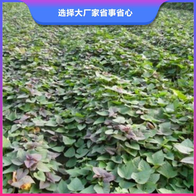 济薯全国销售点